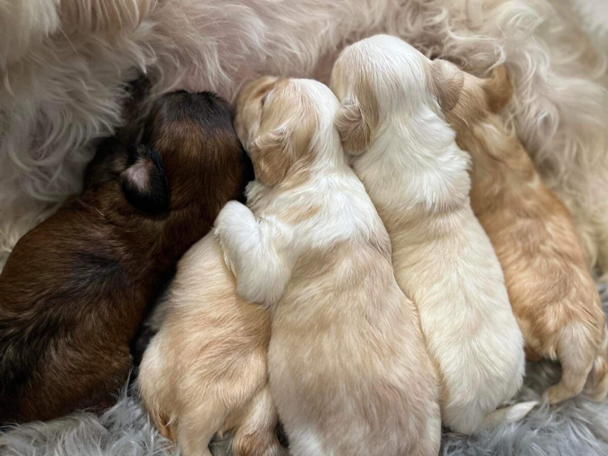 Sweet Smart Puppys Bichon Havanese & Maltese Kennel